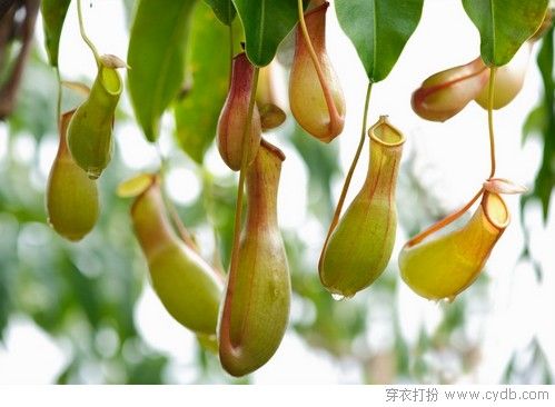 穿衣打扮需要点儿想象力